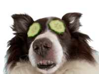 Are cucumber safe for pets to&nbsp;eat?